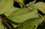 Coastal plain joe pye weed